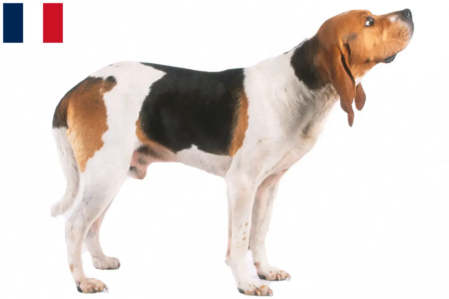 Chien d'Artois cachorros e criadores França Encontre aqui criadores de Chien d'Artois em França.