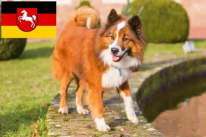 Read more about the article Criadores de Elo e cachorros na Baixa Saxónia