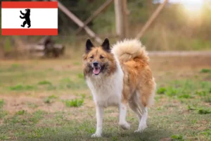 Read more about the article Criadores de Elo e cachorros em Berlim