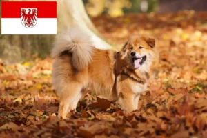 Read more about the article Elo criadores e cachorros em Brandenburg