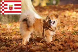 Read more about the article Criadores de Elo e cachorros em Bremen