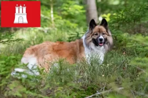 Read more about the article Criadores de Elo e cachorros em Hamburgo