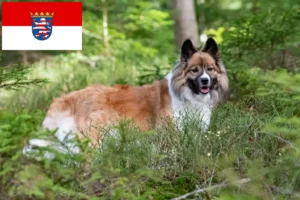 Read more about the article Elo criadores e cachorros em Hessen