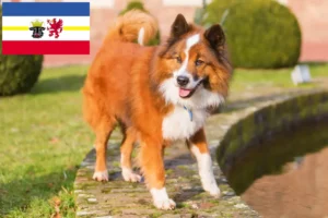 Read more about the article Criadores de Elo e cachorros em Mecklenburg-Vorpommern