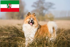 Read more about the article Criadores de Elo e cachorros na Renânia do Norte-Vestefália