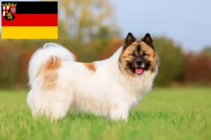 Read more about the article Criadores de Elo e cachorros na Renânia-Palatinado