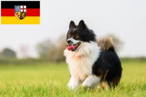Read more about the article Elo criadores e cachorros em Saarland