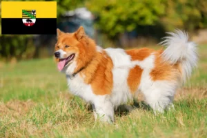 Read more about the article Criadores de Elo e cachorros em Saxónia-Anhalt