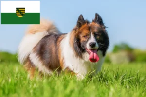 Read more about the article Criadores de Elo e cachorros em Saxónia