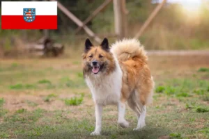 Read more about the article Criadores de Elo e cachorros na Turíngia
