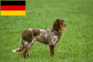 Read more about the article Criadores de Épagneul Picard e cachorros na Alemanha