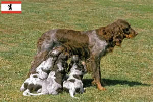 Read more about the article Criadores de Épagneul Picard e cachorros em Berlim