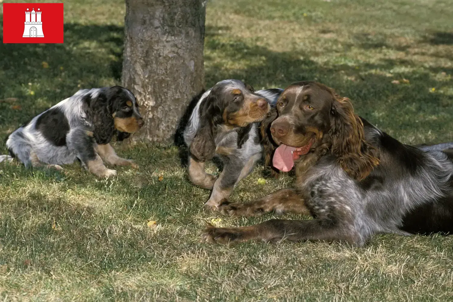 Read more about the article Criadores de Épagneul Picard e cachorros em Hamburgo
