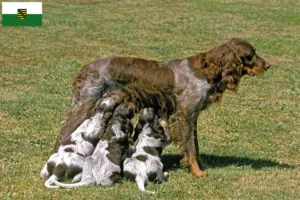 Read more about the article Criadores de Épagneul Picard e cachorros na Saxónia