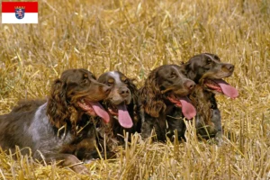 Read more about the article Criadores de Épagneul Picard e cachorros em Hessen