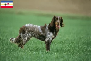 Read more about the article Criadores de Épagneul Picard e cachorros em Mecklenburg-Vorpommern