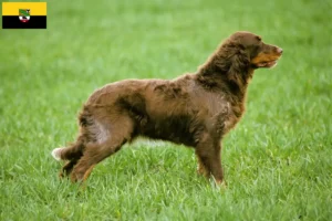 Read more about the article Criadores de Épagneul Picard e cachorros na Saxónia-Anhalt