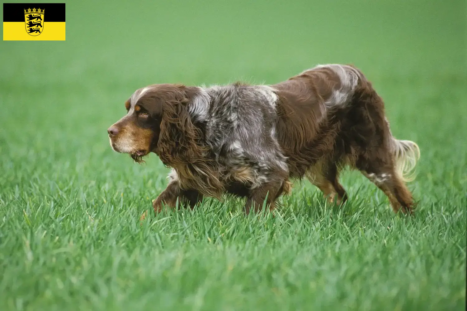 Read more about the article Criadores de Épagneul Picard e cachorros em Baden-Württemberg