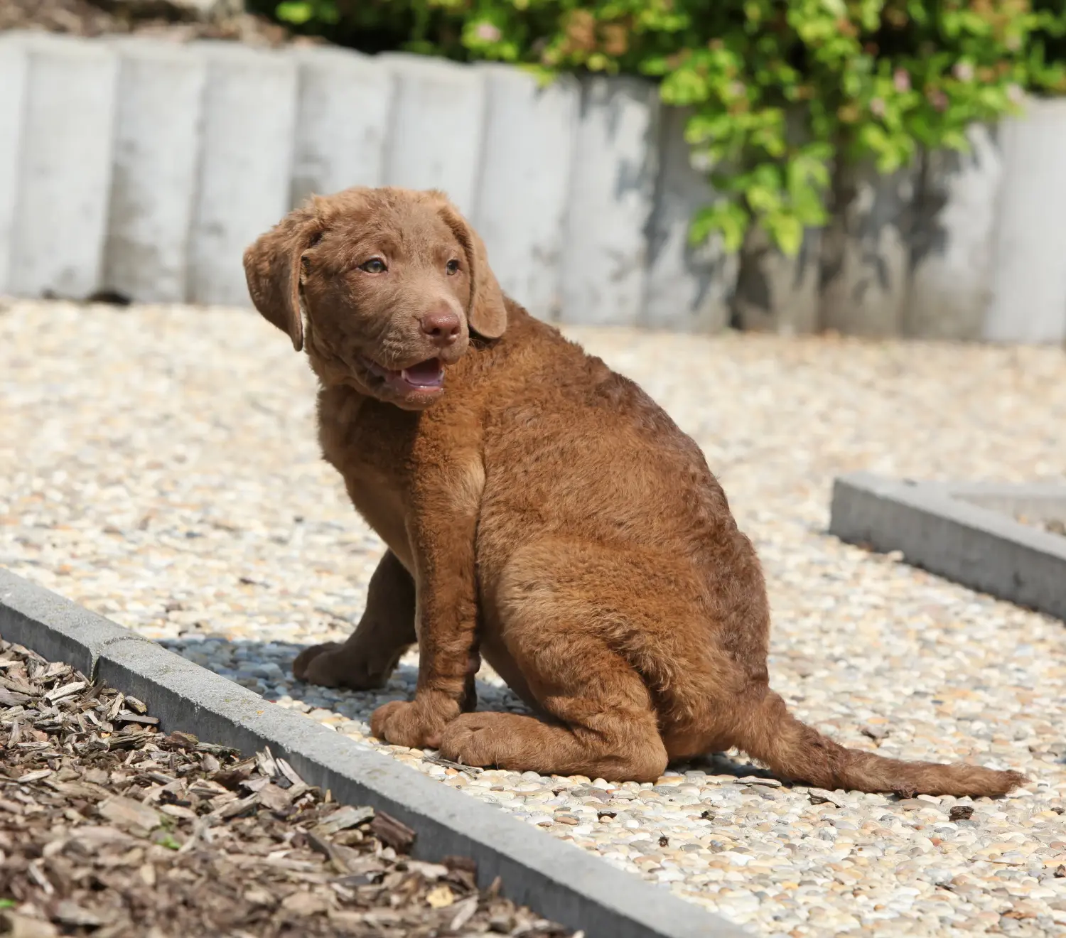 Comprar um cachorro Chesapeake Bay Retriever significa assumir responsabilidades! Comprar cachorros Chesapeake Bay Retriever.