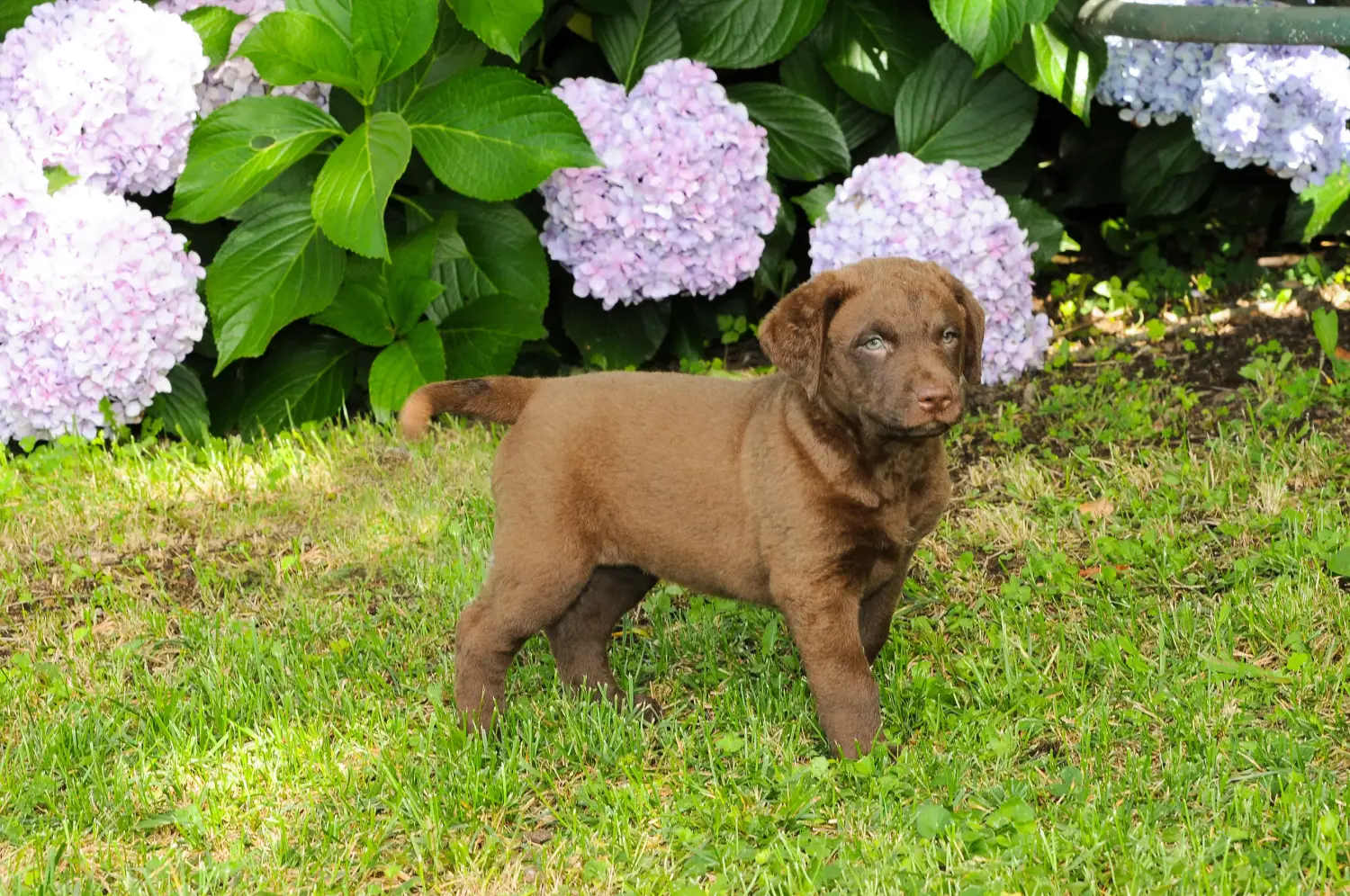 Comprar um cachorro Chesapeake Bay Retriever significa assumir responsabilidades! Comprar cachorros Chesapeake Bay Retriever.