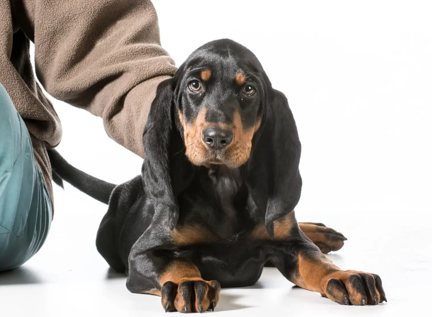 Comprar um cachorro Coonhound Preto e Bronzeado significa assumir responsabilidades! Comprar cachorros Coonhound preto e castanho.