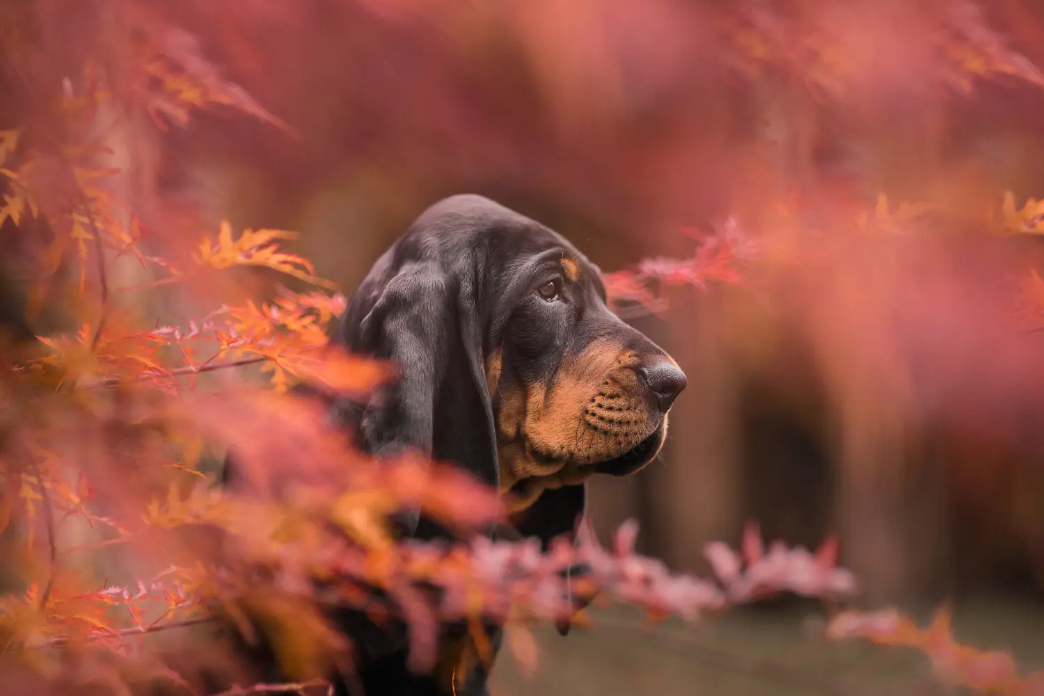 Comprar um cachorro Coonhound Preto e Bronzeado significa assumir responsabilidades! Comprar cachorros Coonhound preto e castanho.