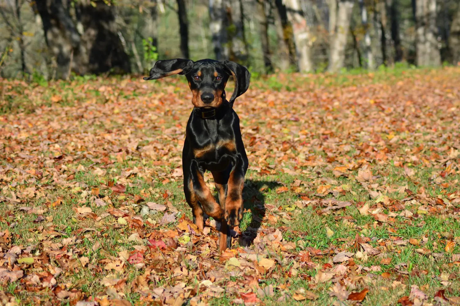Comprar um cachorro Coonhound Preto e Bronzeado significa assumir responsabilidades! Comprar cachorros Coonhound preto e castanho.