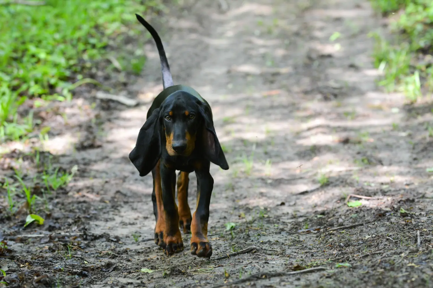 Comprar um cachorro Coonhound Preto e Bronzeado significa assumir responsabilidades! Comprar cachorros Coonhound preto e castanho.