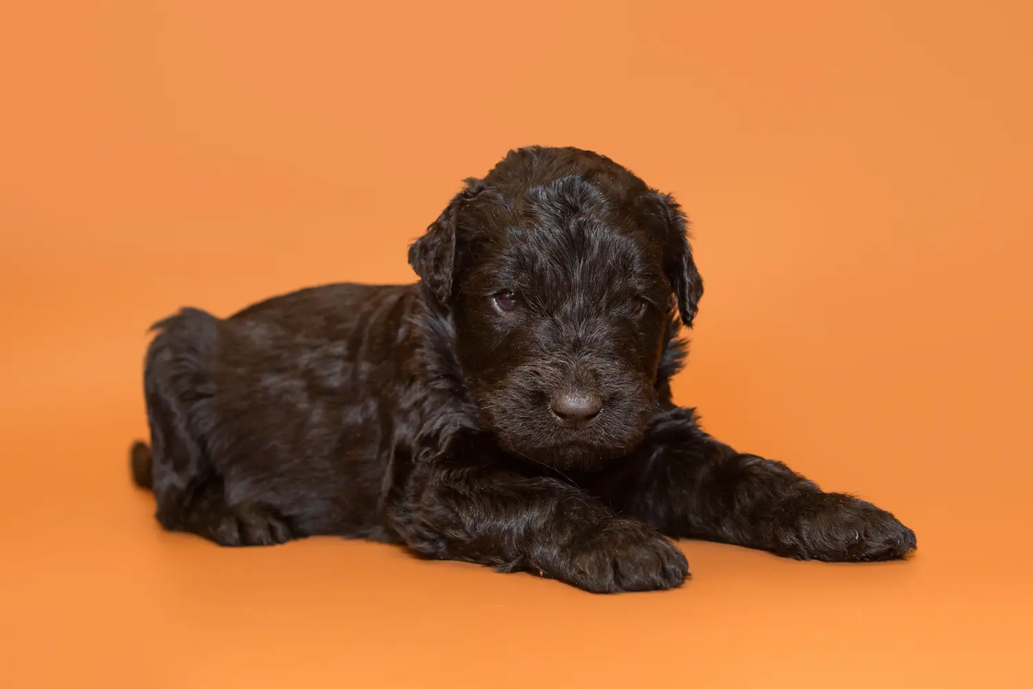 Comprar um cachorro da raça Russian Black Terrier significa assumir responsabilidades! Comprar cachorros da raça Russian Black Terrier.