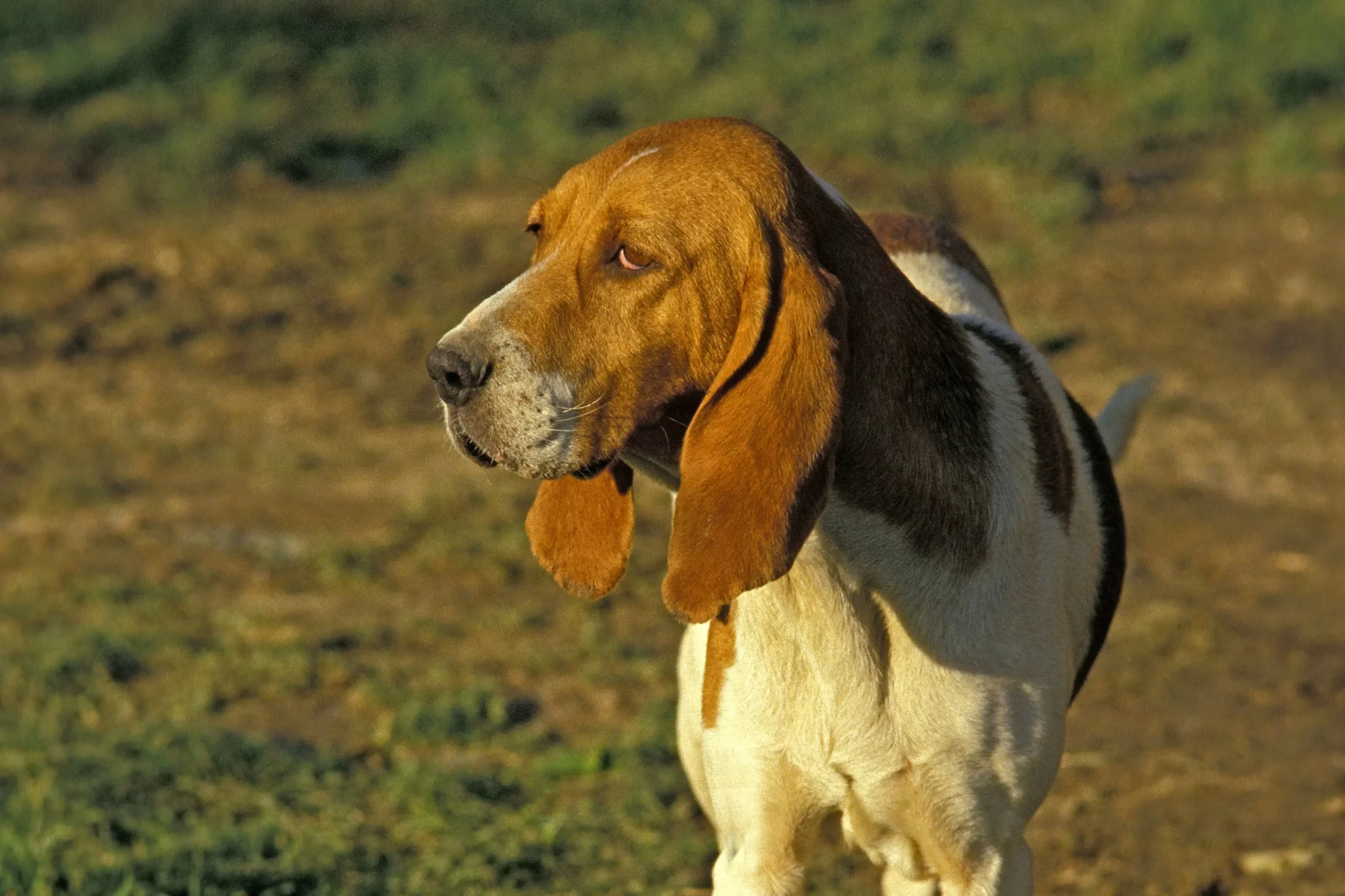 Read more about the article Criador de Chien d’Artois