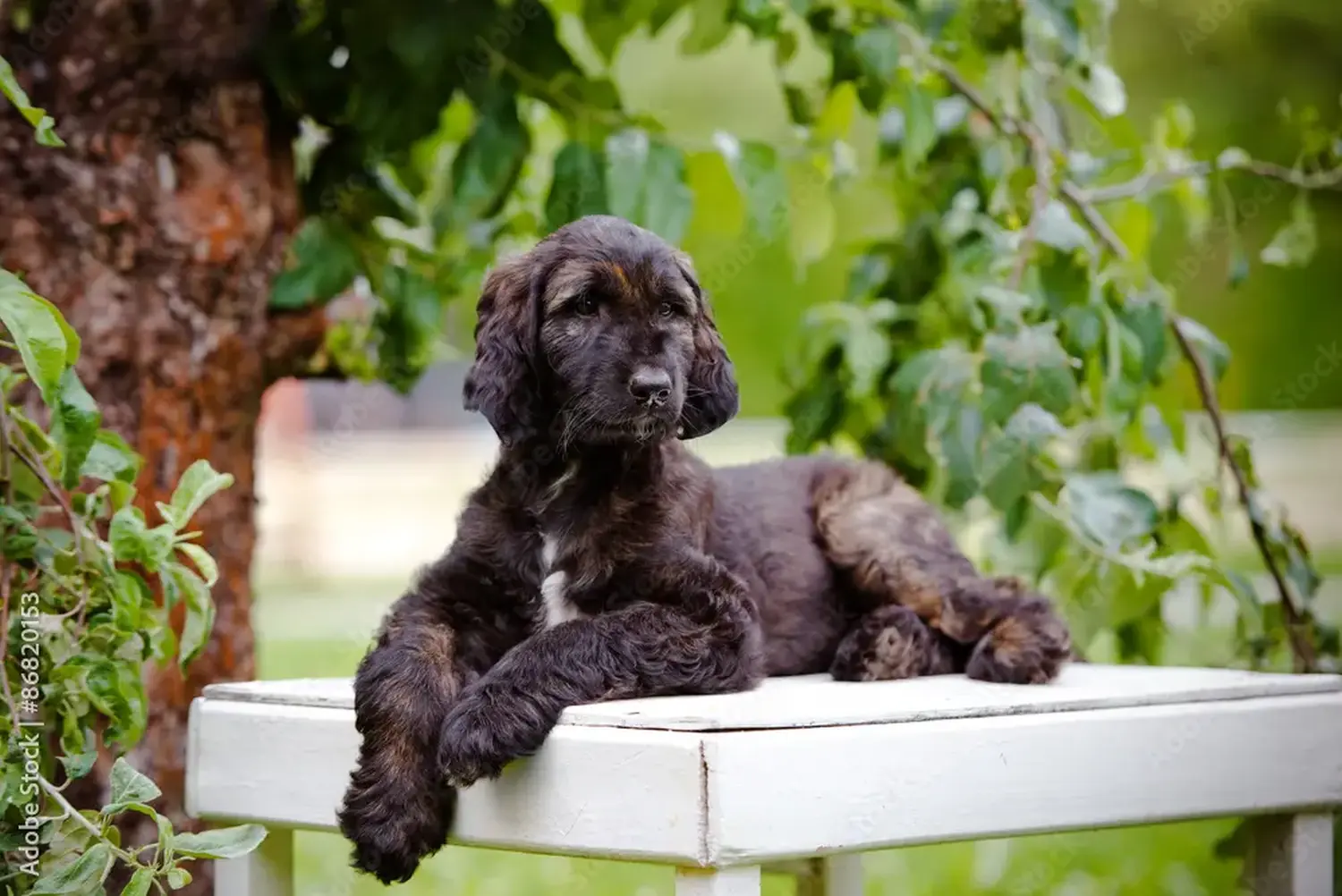 Comprar um cachorro Afghan Hound significa assumir responsabilidades! Comprar cachorros galgos afegãos.