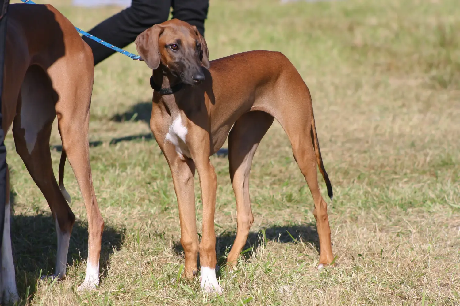Comprar um cachorro Azawakh significa assumir a responsabilidade! Comprar cachorros Azawakh.