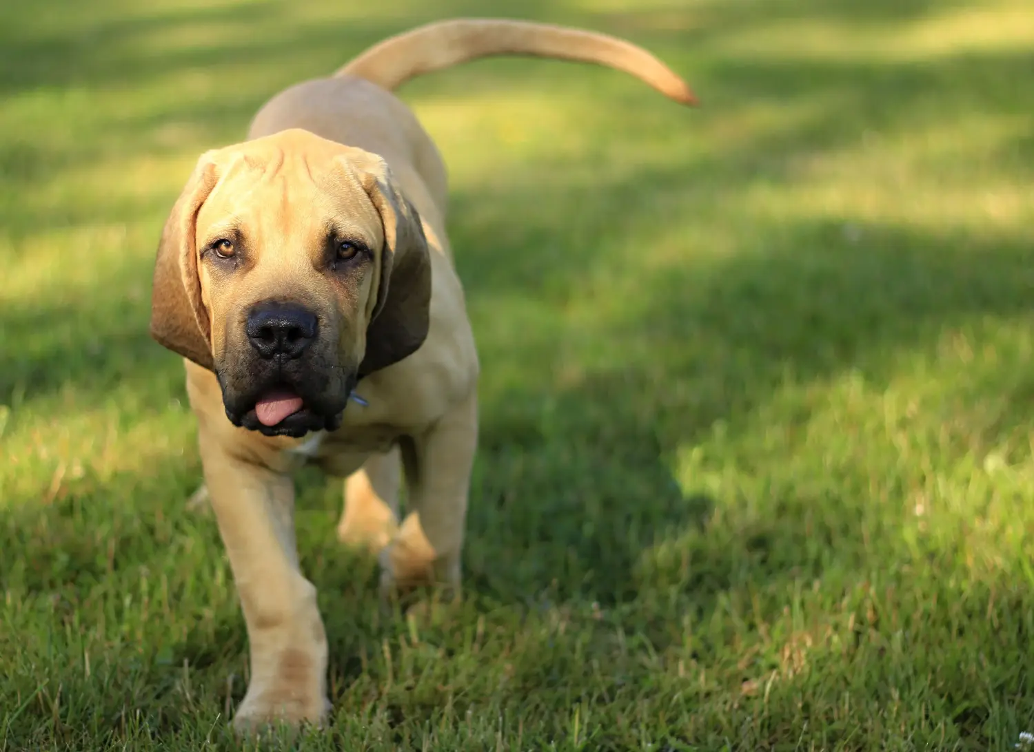 Comprar um cachorro Boerboel significa assumir responsabilidades! Comprar cachorros Boerboel.