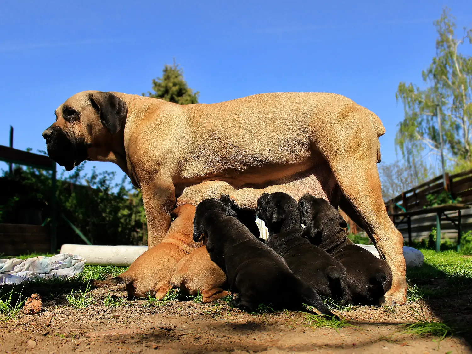 Comprar um cachorro Boerboel significa assumir responsabilidades! Comprar cachorros Boerboel.