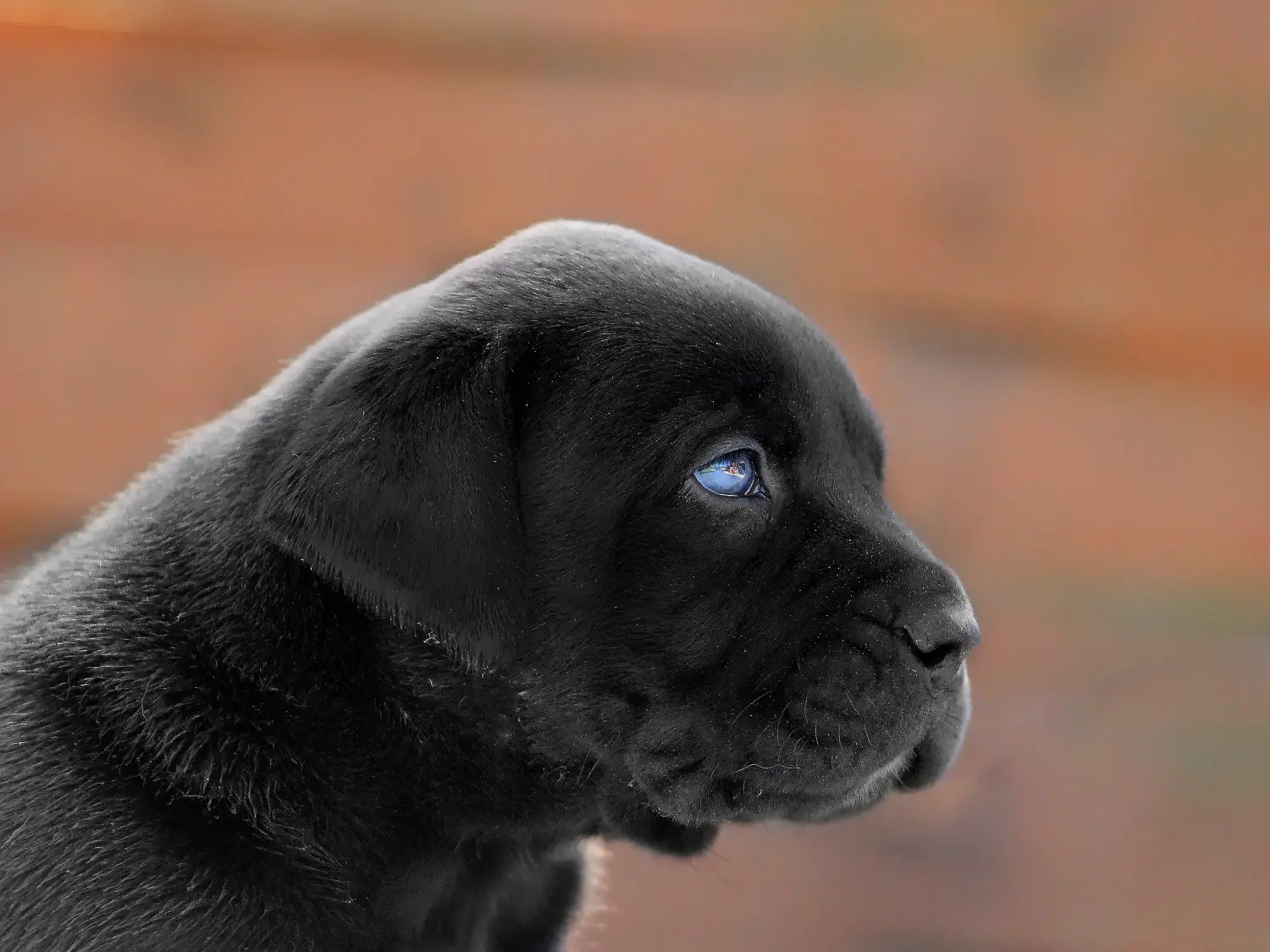 Comprar um cachorro Boerboel significa assumir responsabilidades! Comprar cachorros Boerboel.