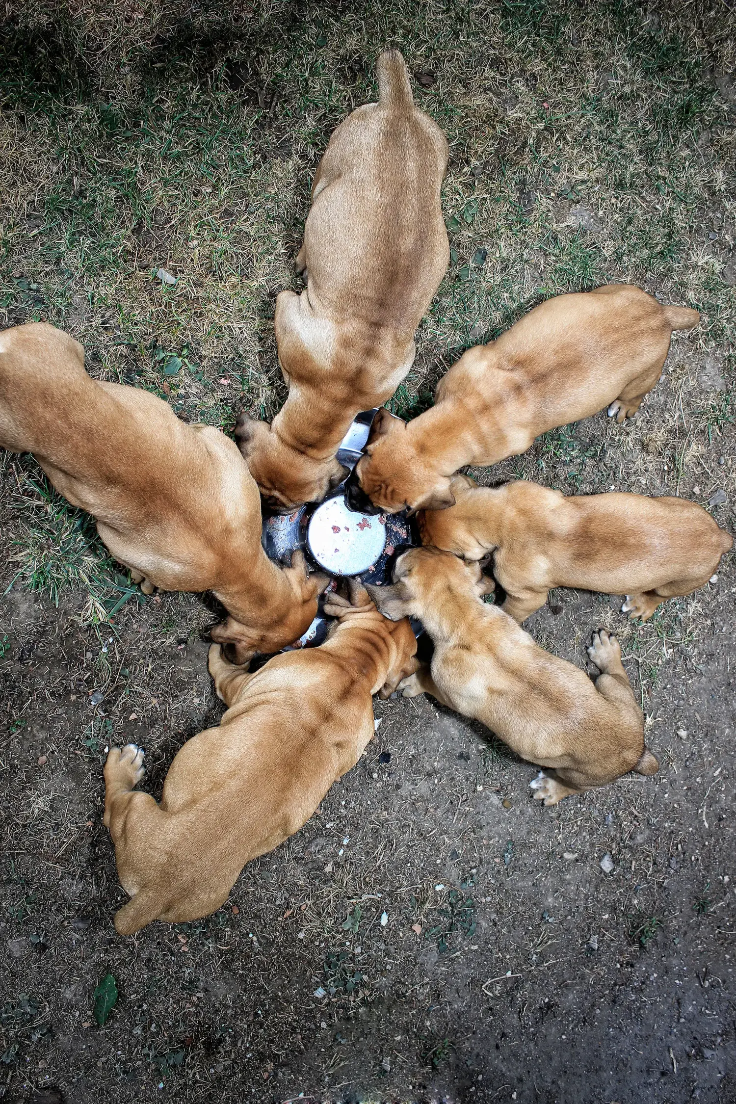 Comprar um cachorro Boerboel significa assumir responsabilidades! Comprar cachorros Boerboel.