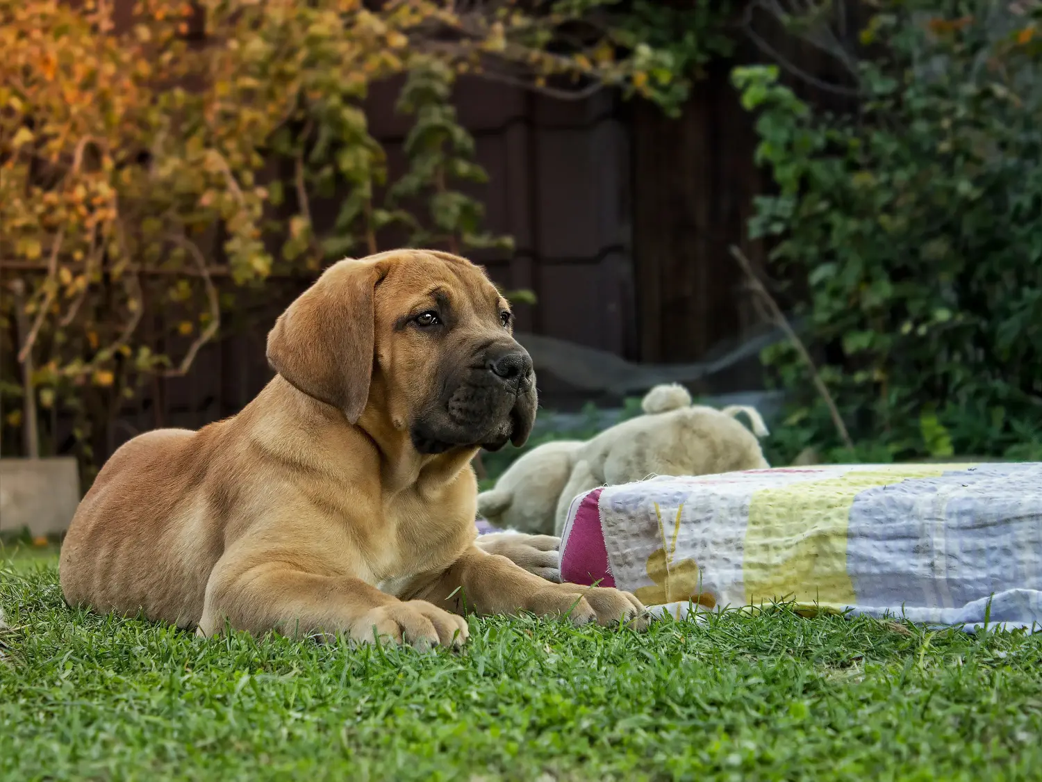 Comprar um cachorro Boerboel significa assumir responsabilidades! Comprar cachorros Boerboel.