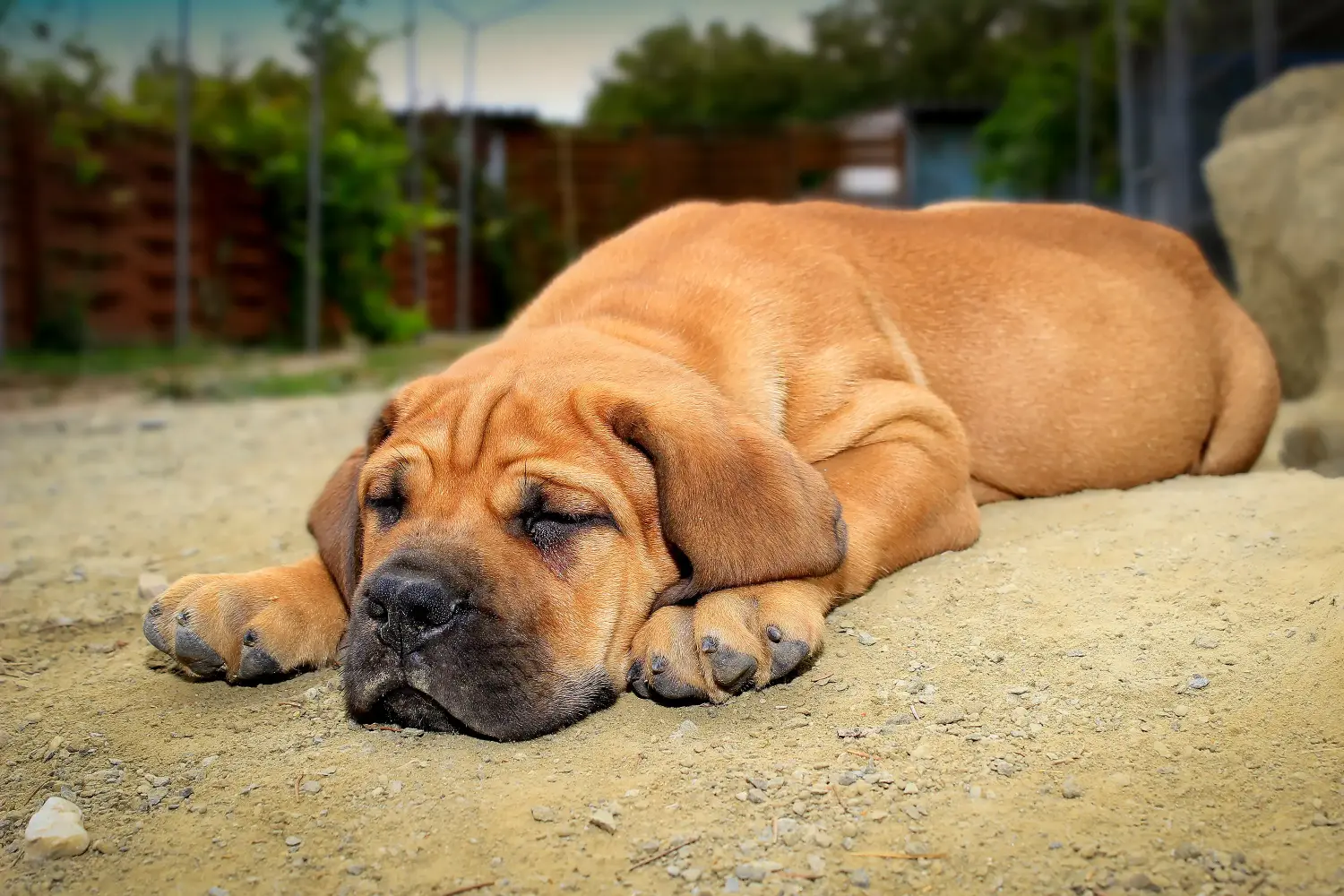 Comprar um cachorro Boerboel significa assumir responsabilidades! Comprar cachorros Boerboel.