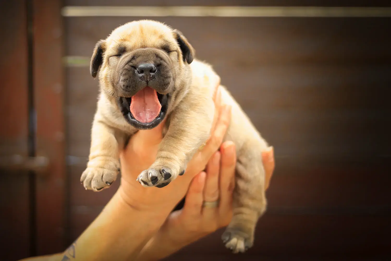 Comprar um cachorro Boerboel significa assumir responsabilidades! Comprar cachorros Boerboel.