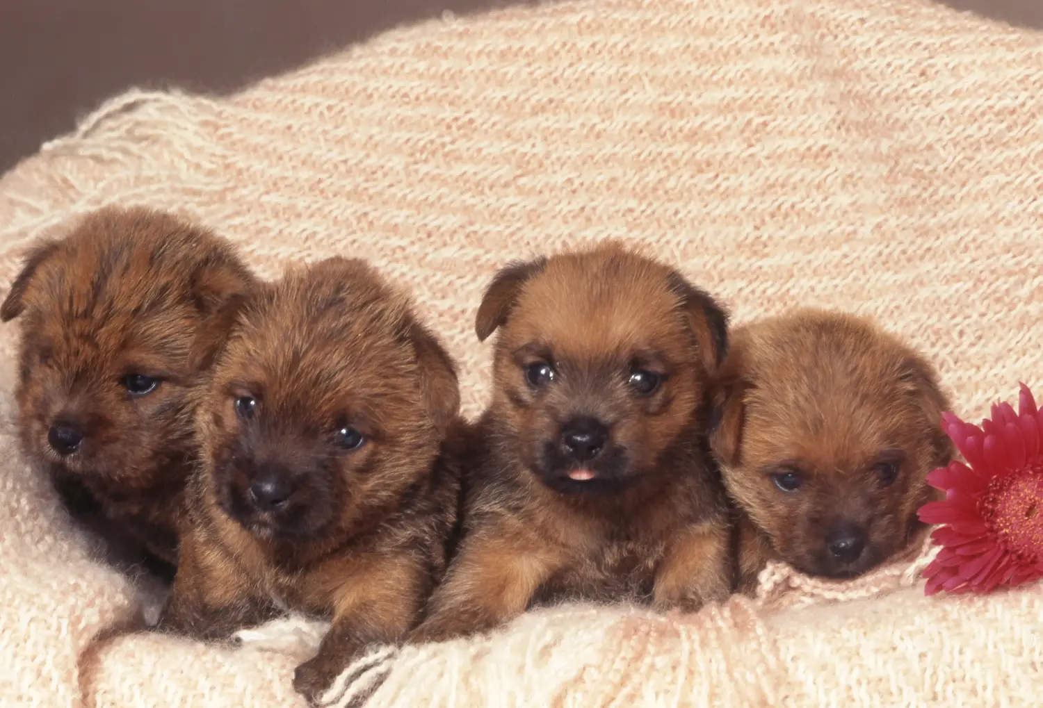 Comprar um cachorro Norfolk Terrier significa assumir responsabilidades! Comprar cachorros Norfolk Terrier.