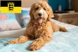 Read more about the article Criadores de Goldendoodle e cachorros em Baden-Württemberg