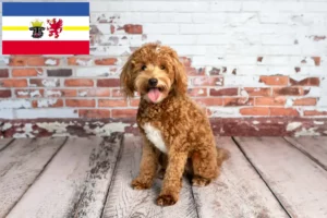 Read more about the article Criadores de Goldendoodle e cachorros em Mecklenburg-Vorpommern