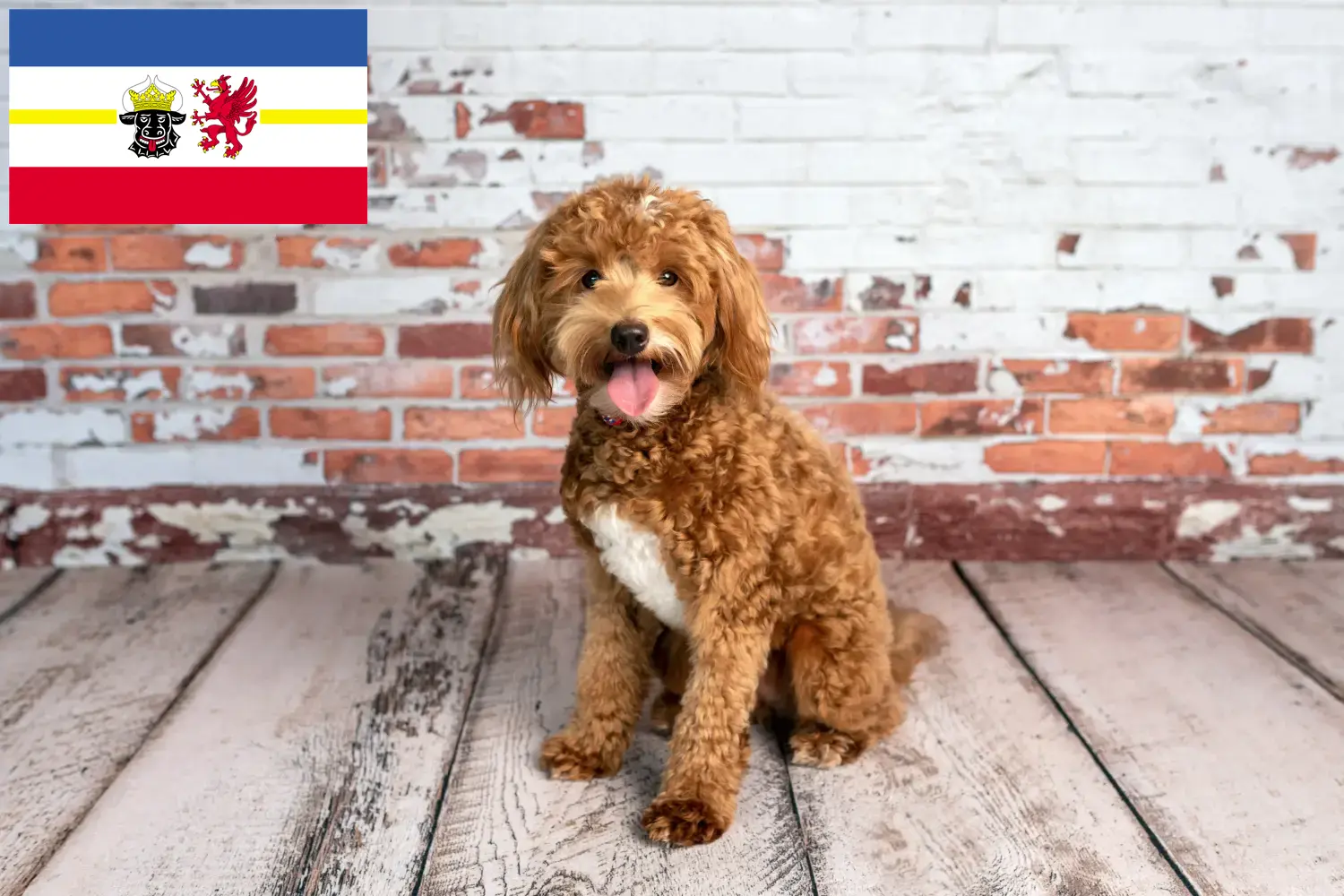 Cachorros Goldendoodle e criadores Mecklenburg-Vorpommern Aqui pode encontrar criadores de Goldendoodles em Mecklenburg-Vorpommern.