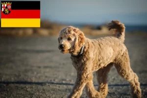 Read more about the article Criadores de Goldendoodle e cachorros em Rhineland-Palatinate