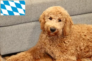 Read more about the article Criadores de Goldendoodle e cachorros em Bavaria