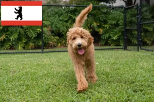 Read more about the article Criadores de Goldendoodle e cachorros em Berlim
