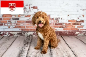 Read more about the article Criadores de Goldendoodle e cachorros em Brandenburg