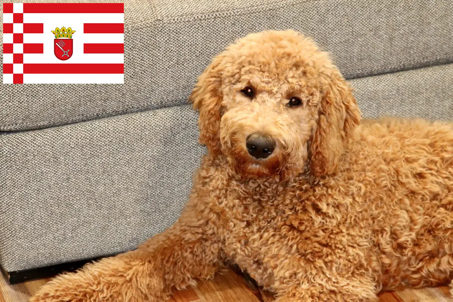 Cachorros Goldendoodle e criadores Bremen Encontre aqui criadores de Goldendoodles em Bremen.