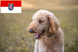 Read more about the article Criadores de Goldendoodle e cachorros em Hessen