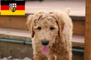 Read more about the article Criadores de Goldendoodle e cachorros em Saarland